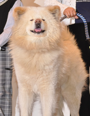 わさお